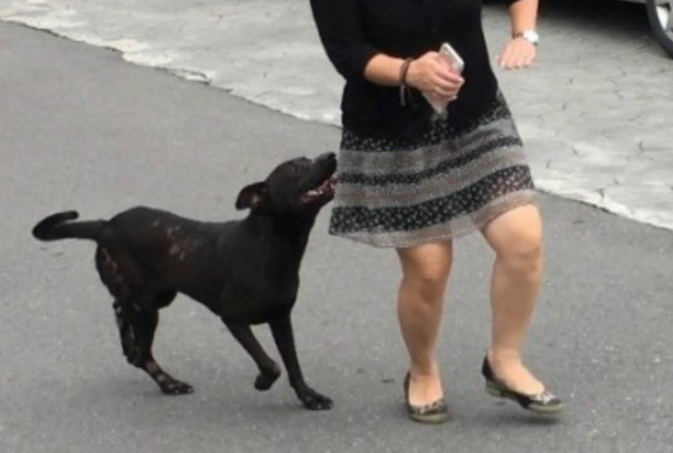 被狗追夢的意義