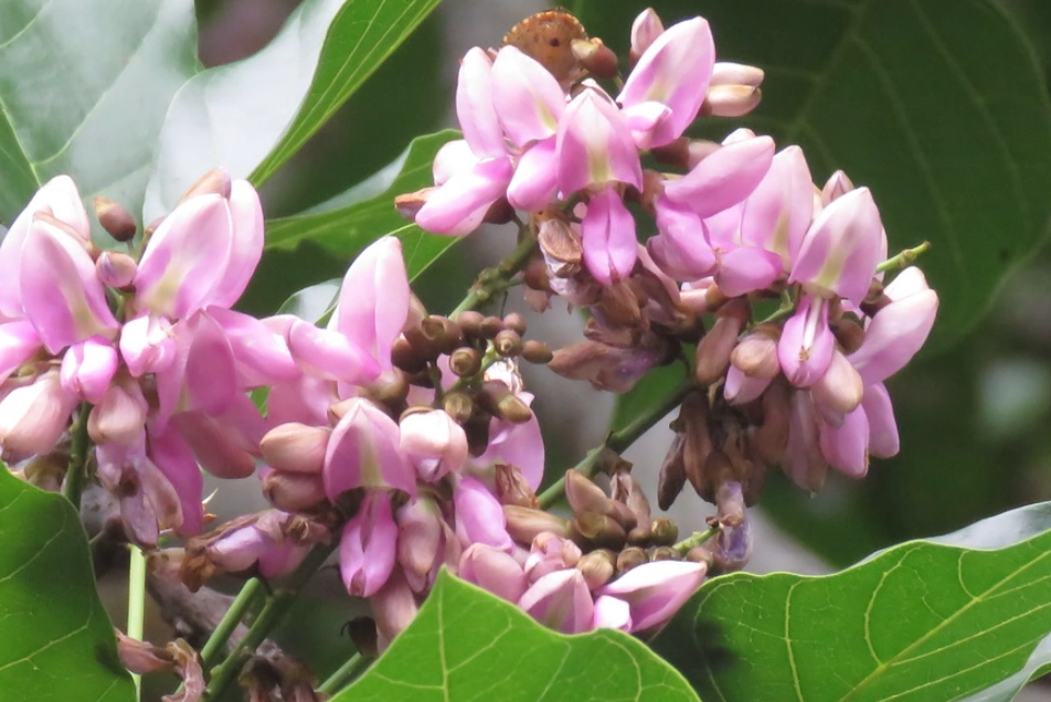 水黃皮觀賞地點 水黃皮觀賞地點