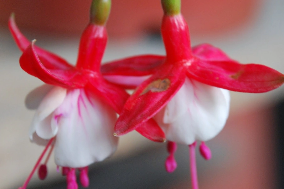 吊鐘花 照顧 吊鐘花 照顧