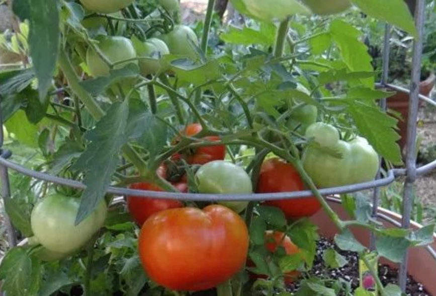 番茄種植 番茄種植