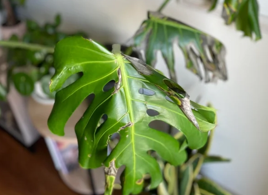 龜背芋曬傷處理