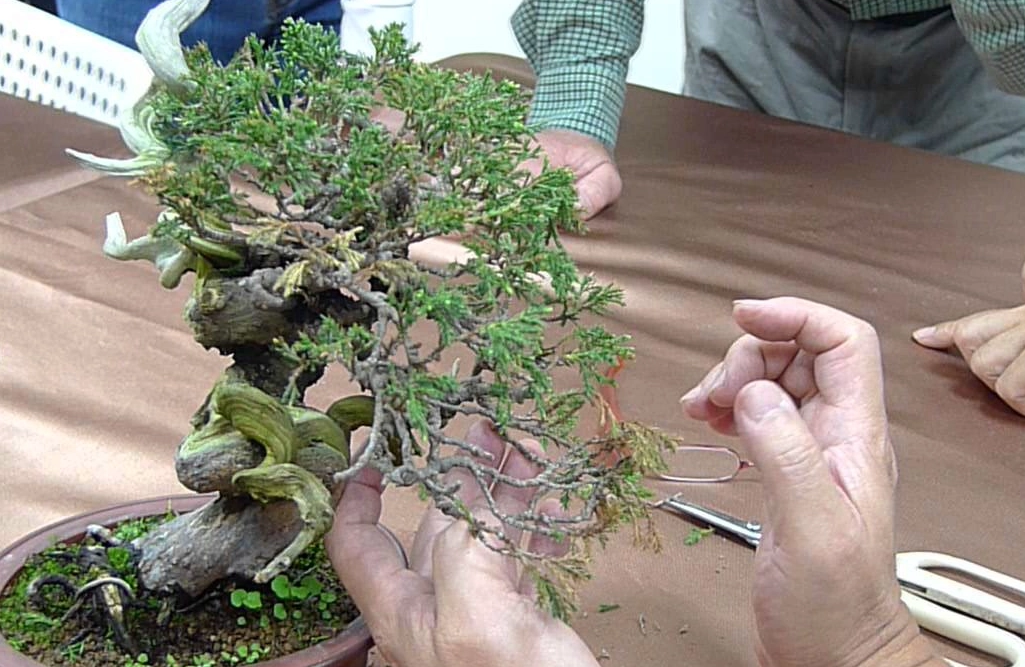 盆栽修剪技巧 盆栽修剪技巧