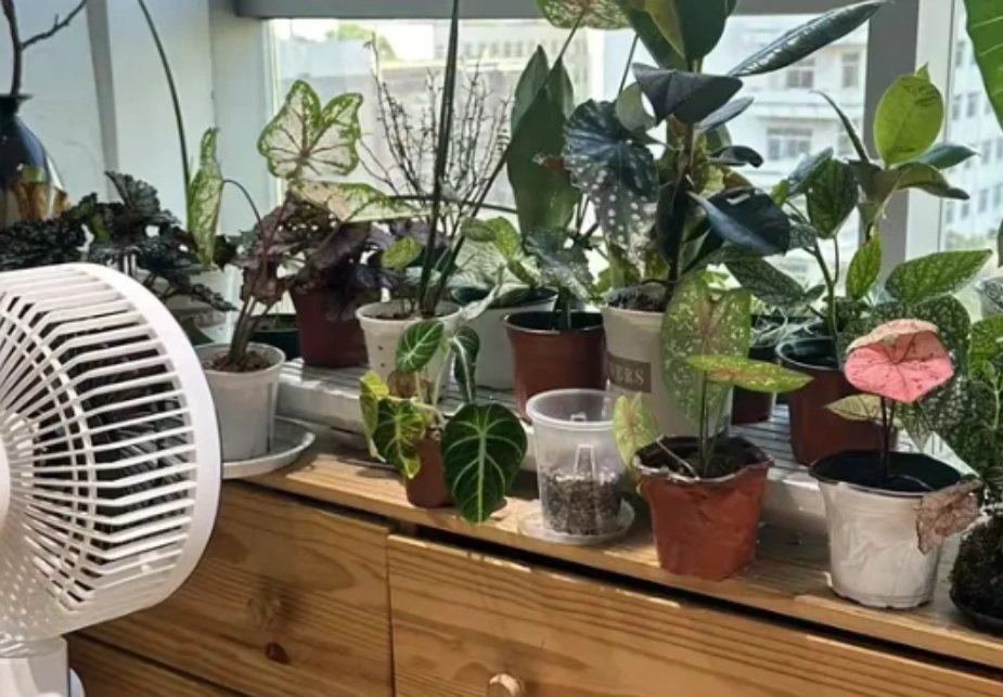 植物循環扇 植物循環扇