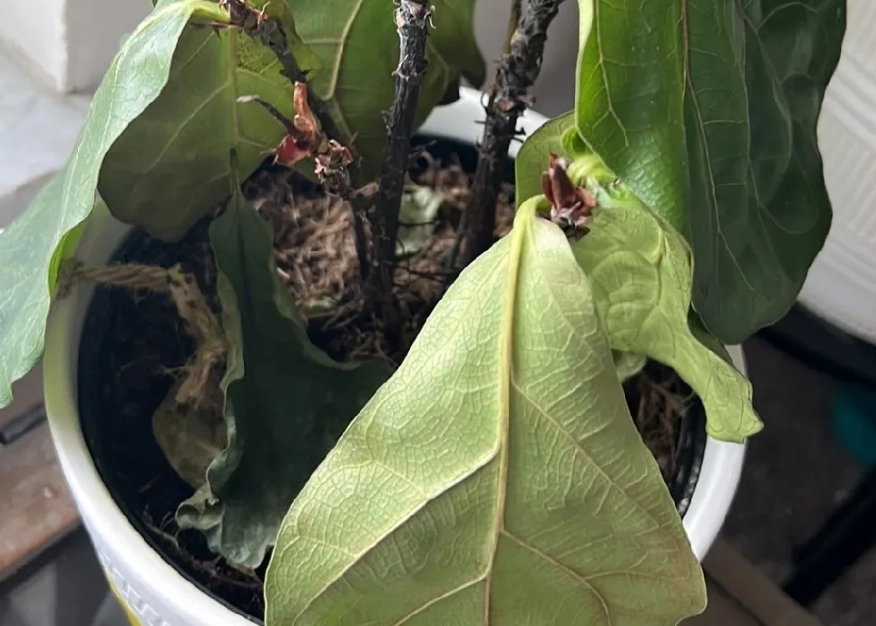 琴葉榕澆水方法 琴葉榕澆水方法