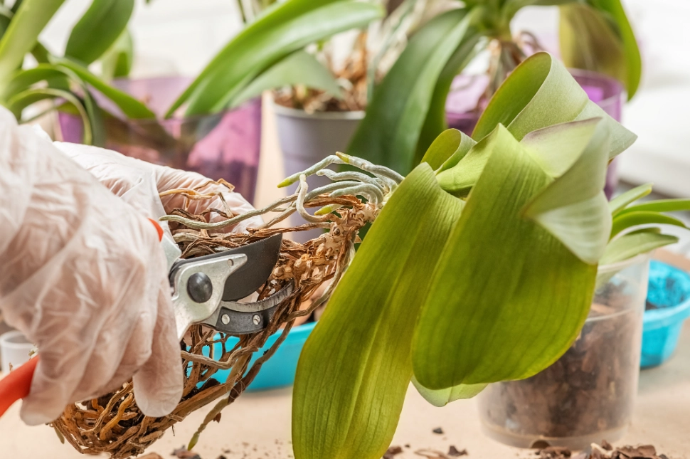 蘭花移植步驟 蘭花移植步驟