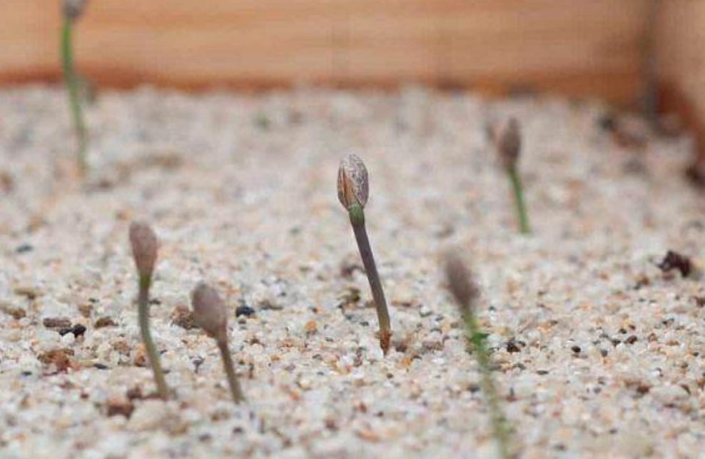 黑松種子發芽時間