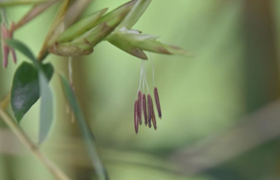竹子開花原因