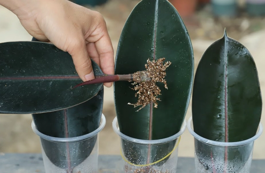斑葉植物繁殖 斑葉植物繁殖