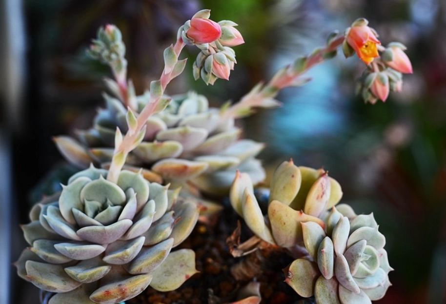 多肉植物開花
