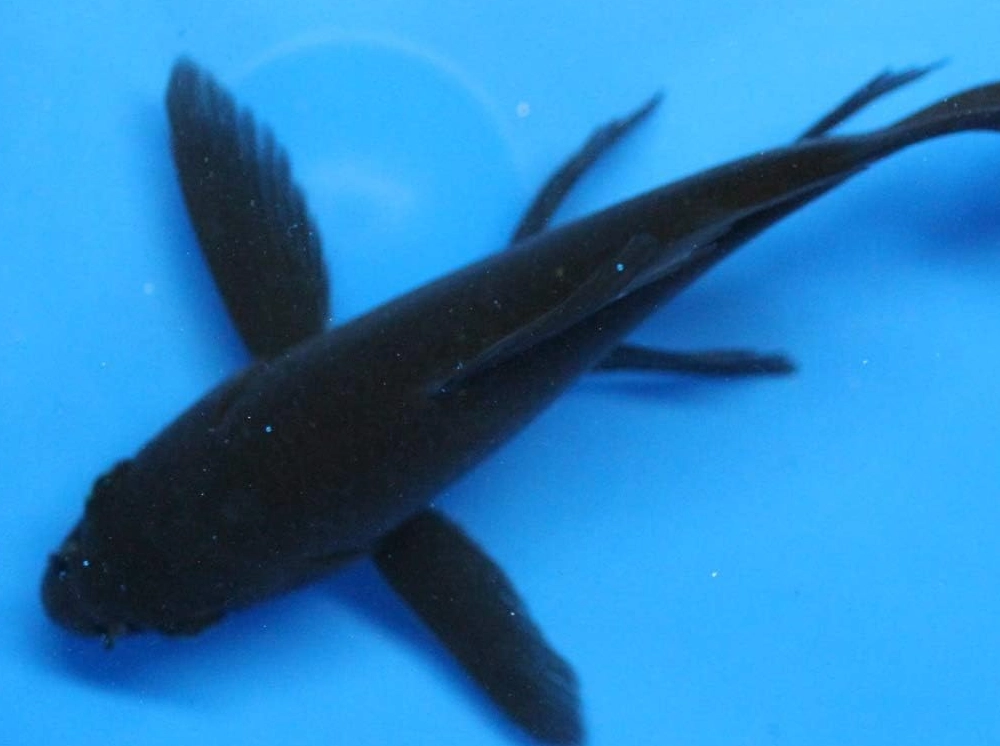 黑色大魚夢境解析 黑色大魚夢境解析