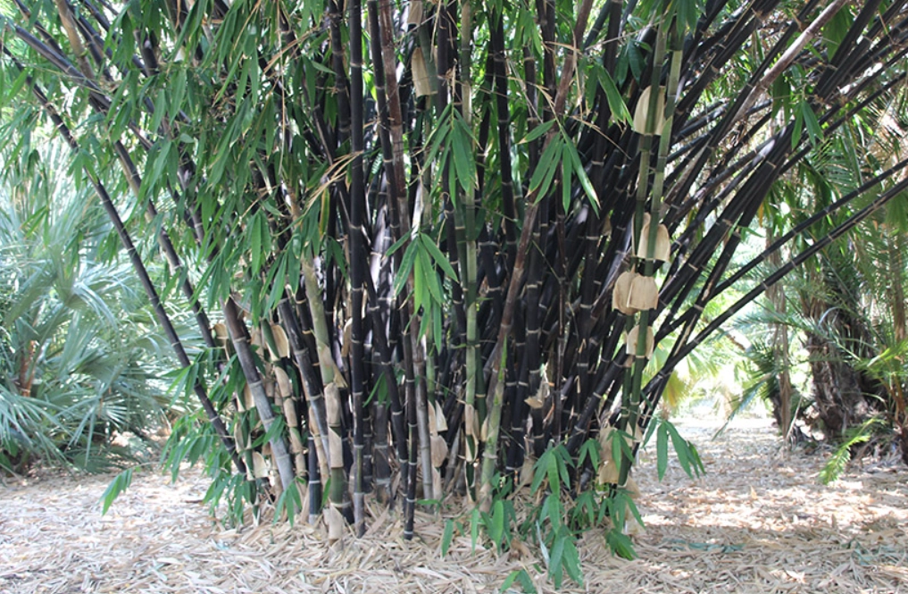 竹子如何快速生長