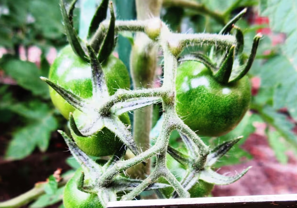 番茄 腋芽 管理