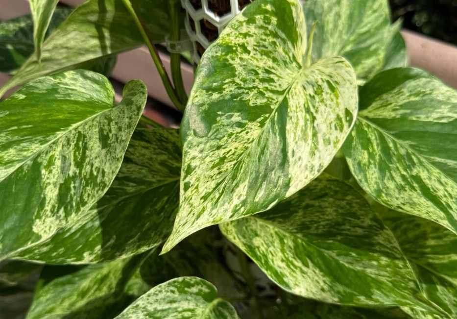 大理石皇后黃金葛照顧 大理石皇后黃金葛照顧