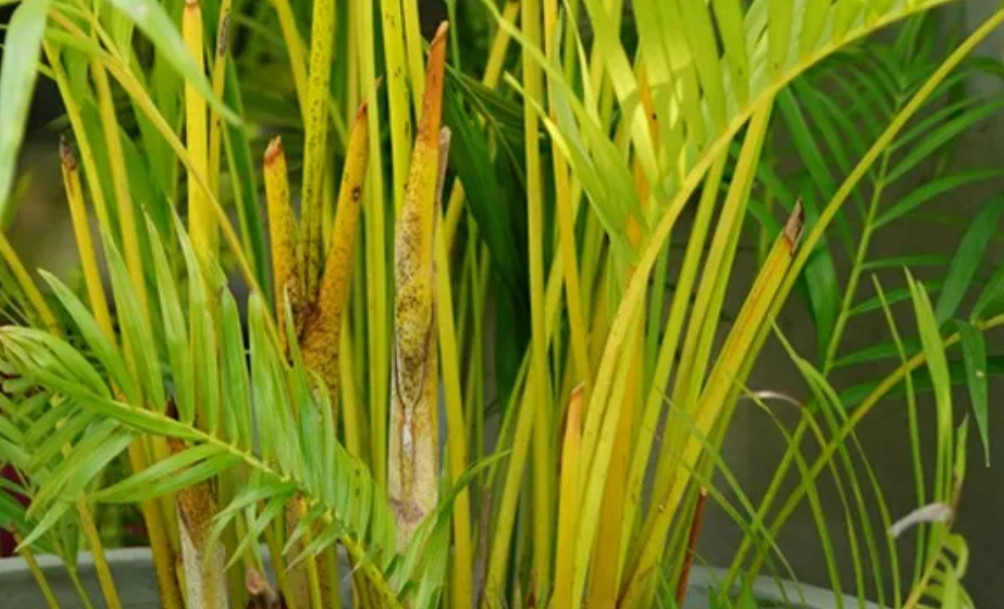 黃椰子葉子黑點 黃椰子葉子黑點