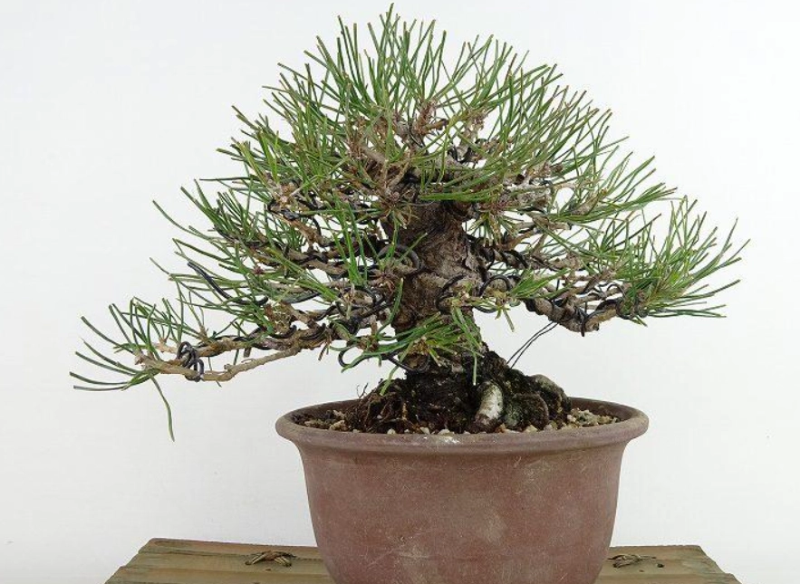 黑松 赤松 區別