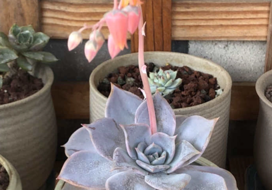 多肉側芽繁殖 多肉側芽繁殖