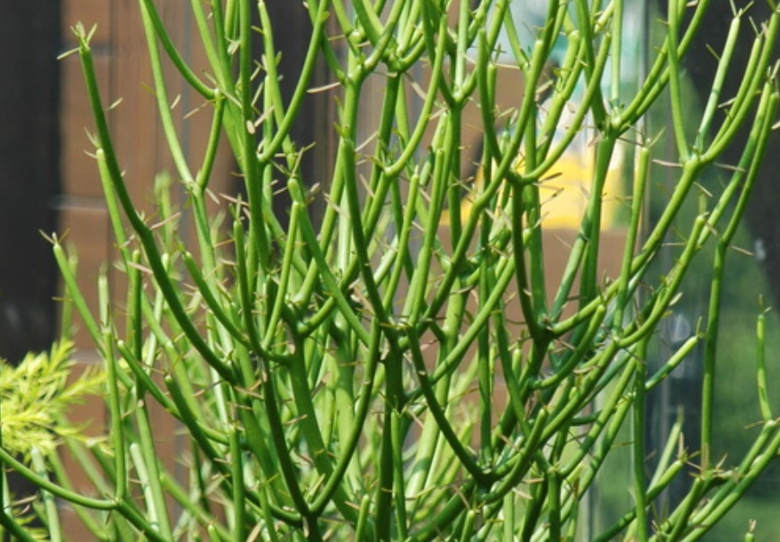 室內植物推薦 新手 室內植物推薦 新手