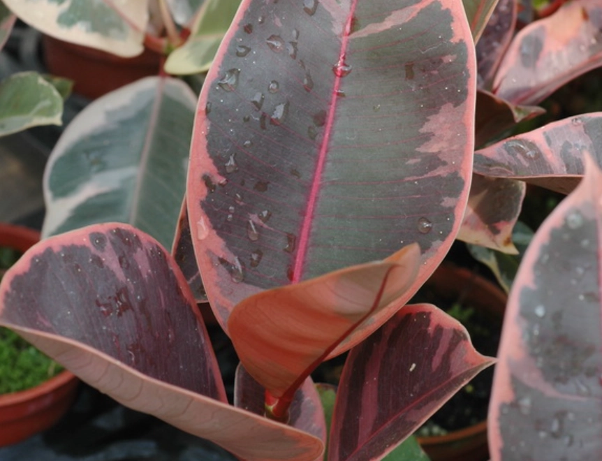 橡膠樹扦插 橡膠樹扦插