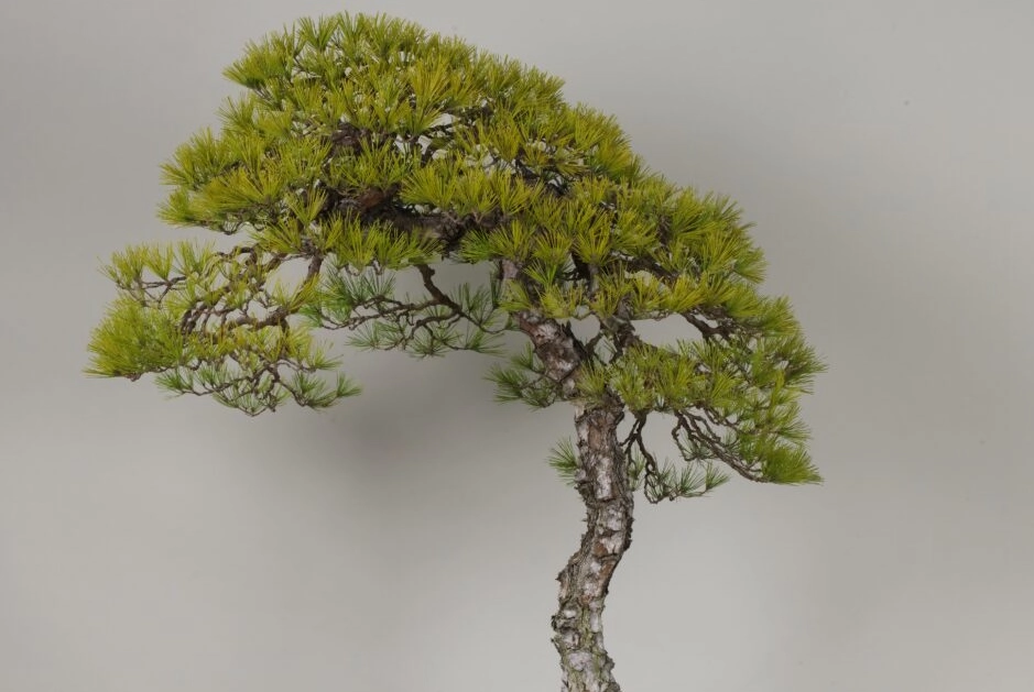 黑松 赤松 區別