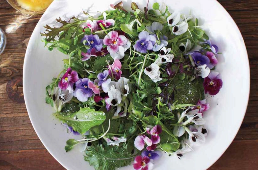 可食用花卉 可食用花卉