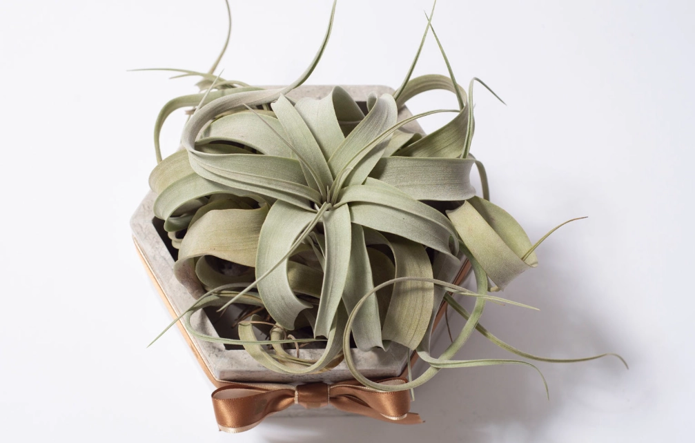 空氣鳳梨照顧方法