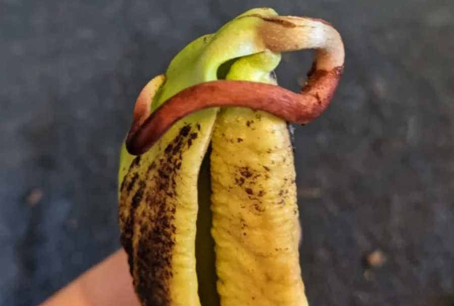 芒果種子怎麼種