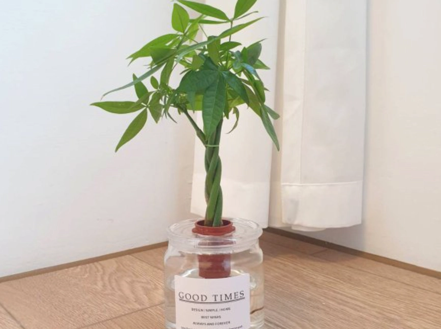 水培發財樹