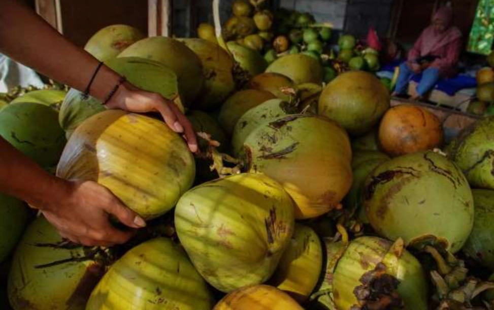 椰子禁忌 椰子禁忌