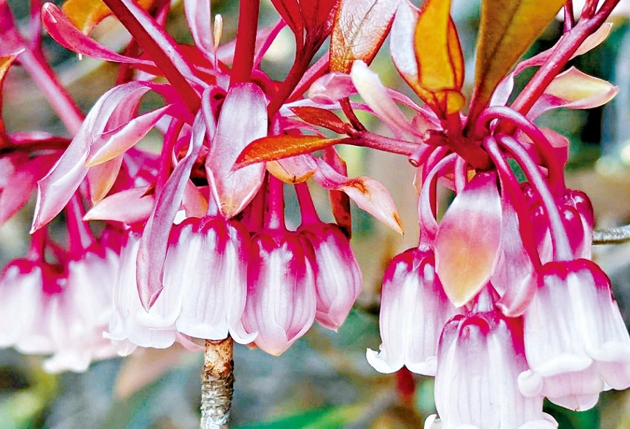 吊鐘花 修剪 吊鐘花 修剪