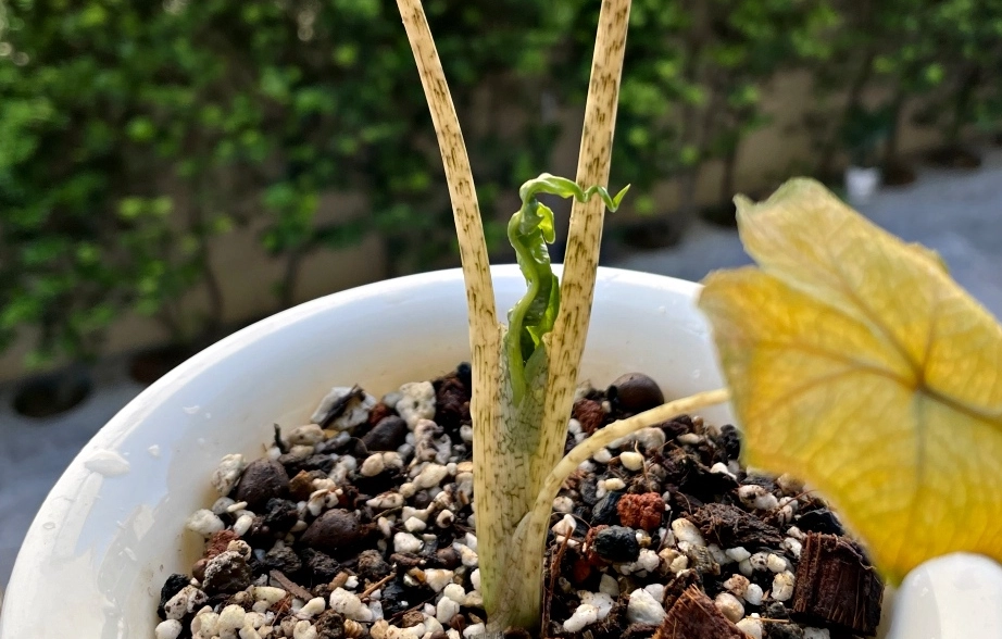 傑克林觀音蓮 照顧