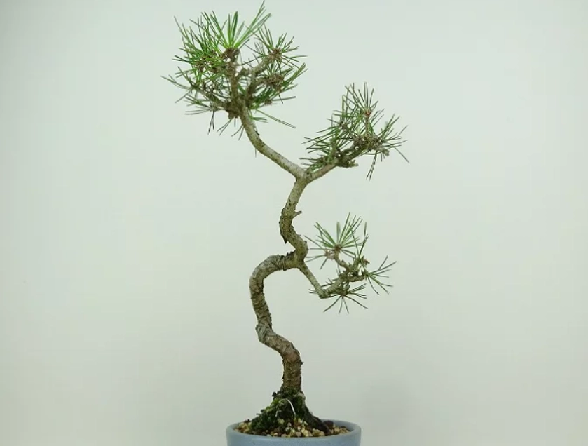 赤松 盆栽 照顧