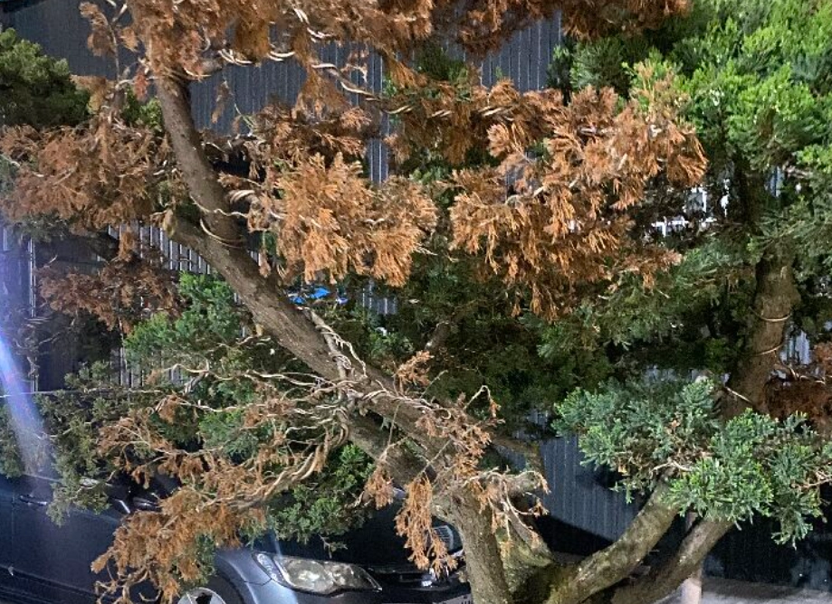 針柏樹救活方法