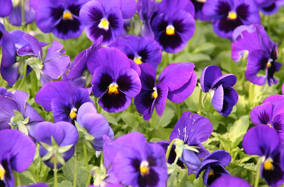 可食用花卉 可食用花卉