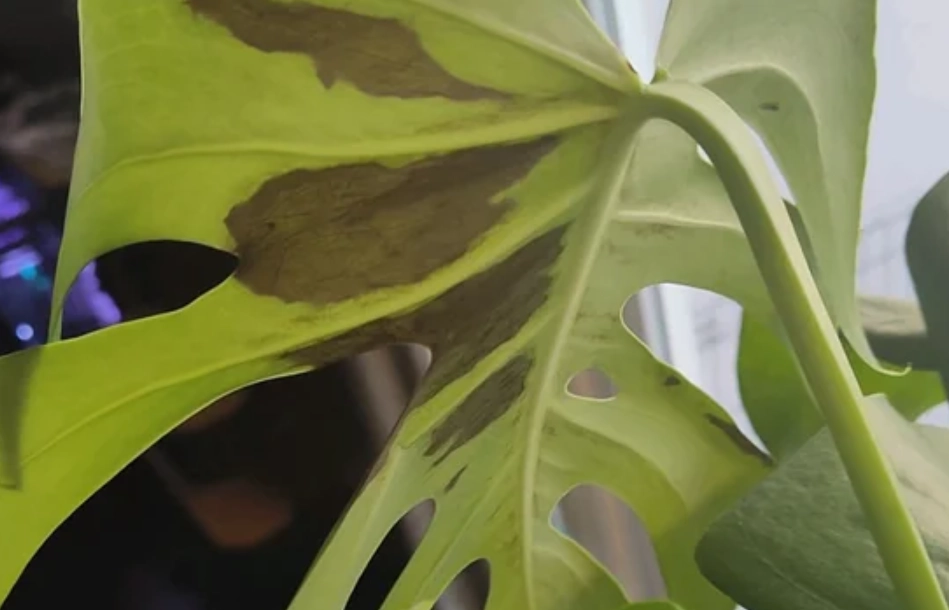 龜背芋曬傷處理