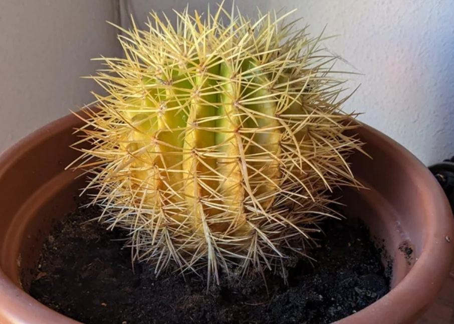 多肉植物養護 多肉植物養護