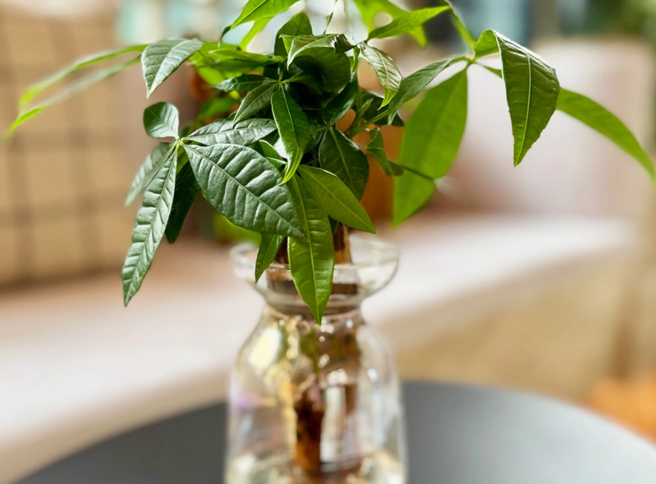 水培發財樹