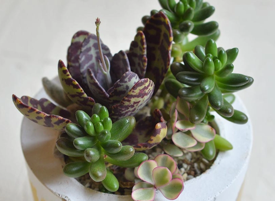 多肉徒長原因 多肉徒長原因