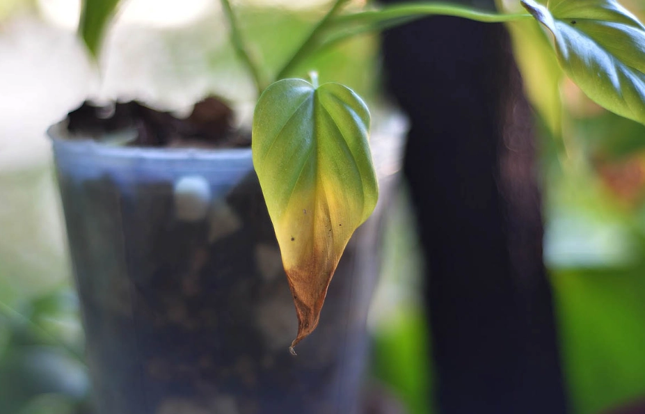 葉尖變黃原因 葉尖變黃原因