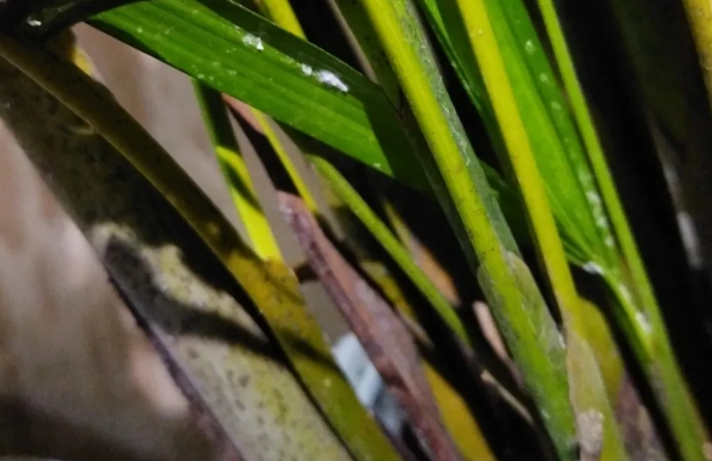 黃椰子葉子黑點 黃椰子葉子黑點