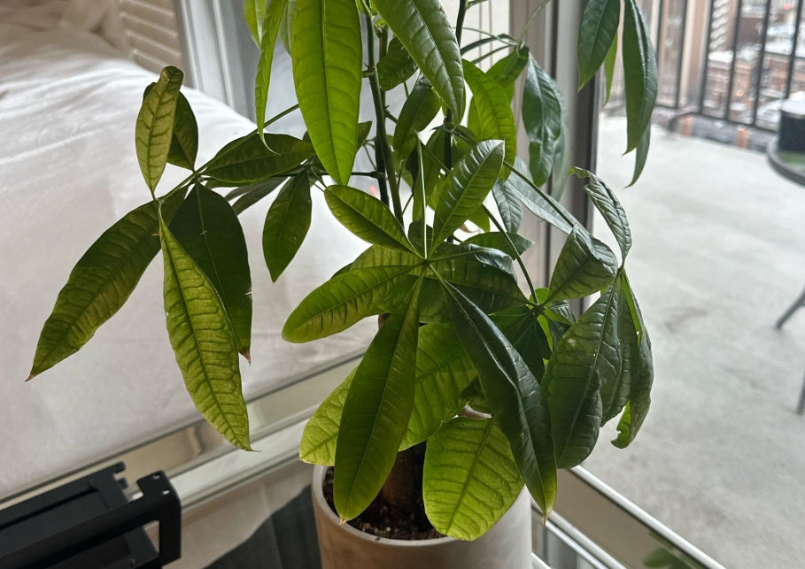 金錢樹澆水頻率 金錢樹澆水頻率