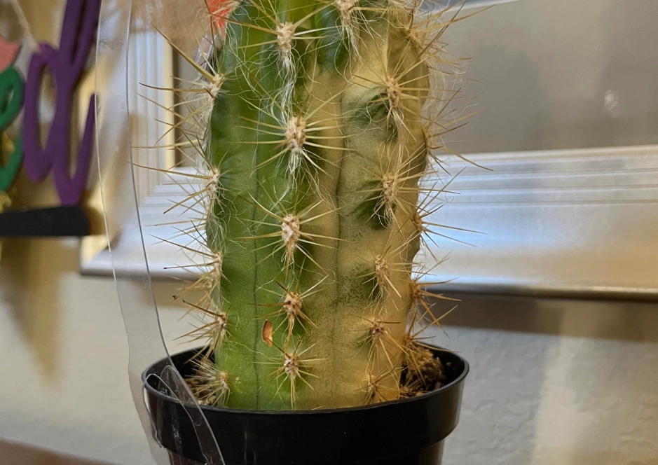 仙人掌曬傷預防