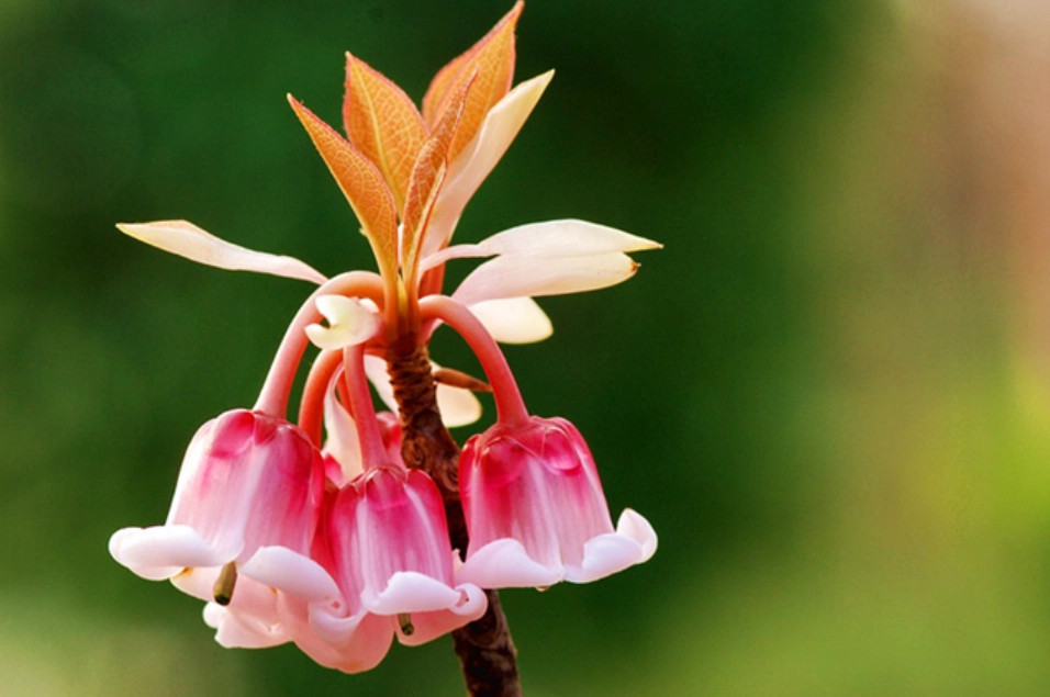 吊鐘花 澆水 吊鐘花 澆水