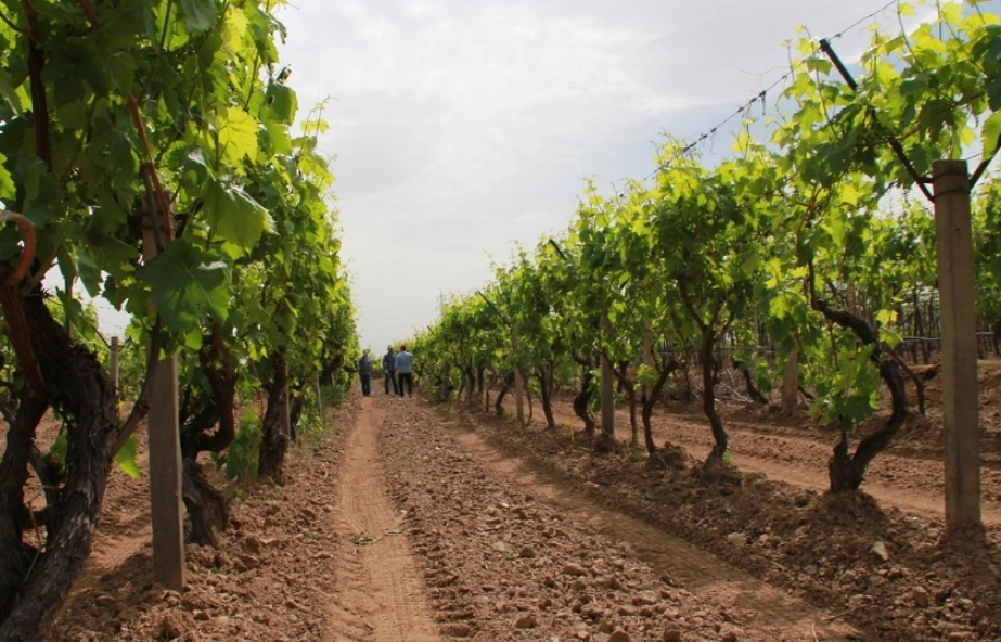 台灣葡萄病蟲害防治