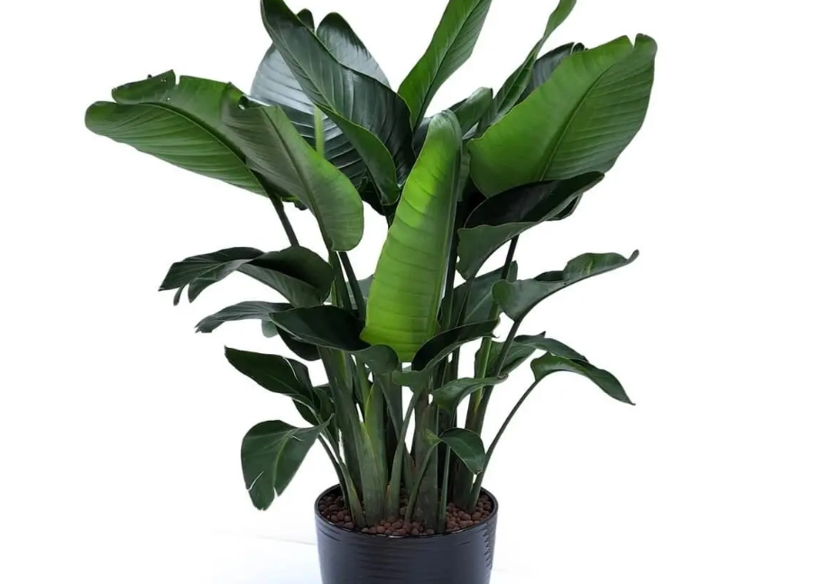 天堂鳥植物室內照顧