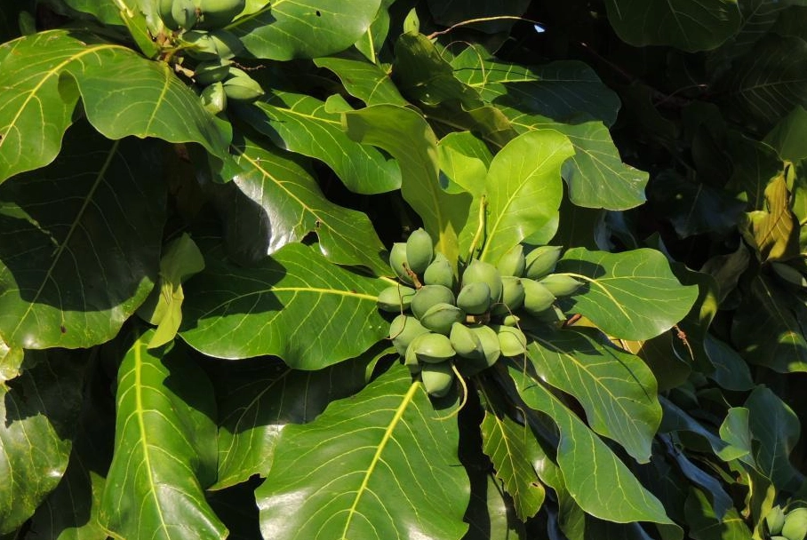 大葉欖仁修剪時間