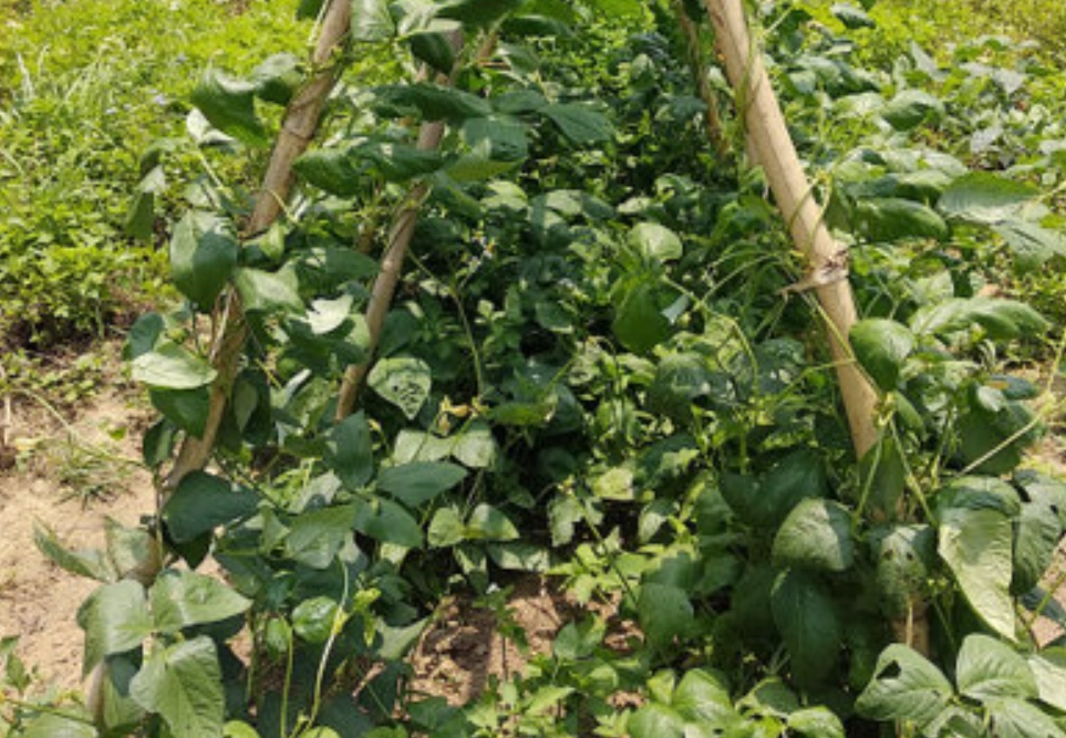 豆角種植時程 豆角種植時程
