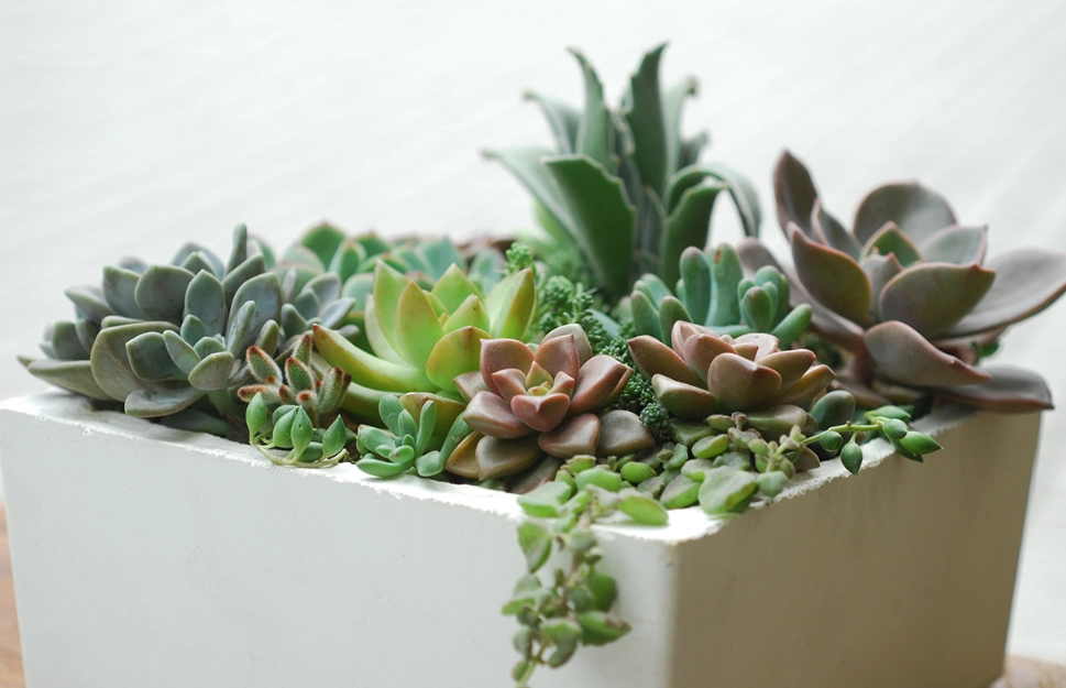 多肉植物光照 多肉植物光照