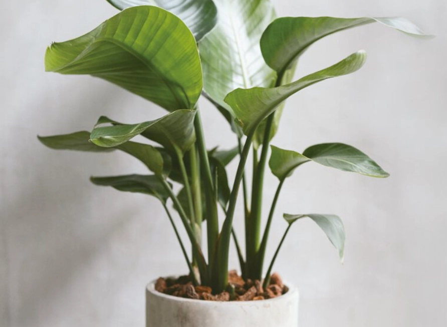 天堂鳥室內風水