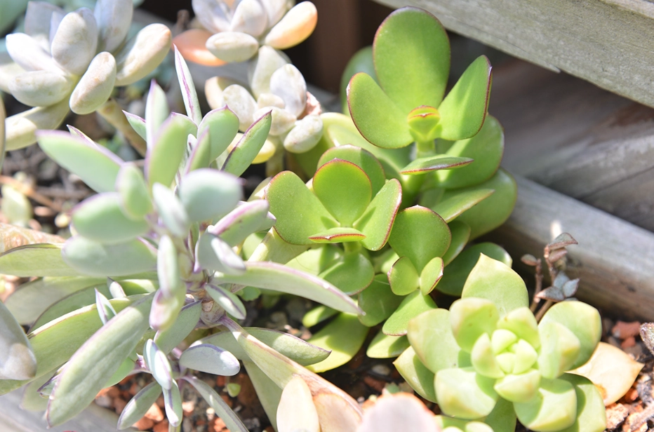 多肉植物補光燈 多肉植物補光燈