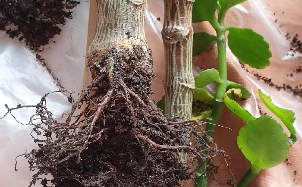 植物爛根救活 植物爛根救活